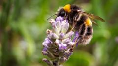 号召志愿者参与错误调查