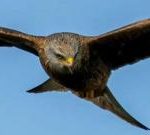 每周测验：这只猛禽携带了什么偷偷摸摸的零食？