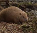 经过一年的风风雨雨，被释放的海狸安定下来
