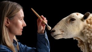 克隆羊多莉的前身亮相展示