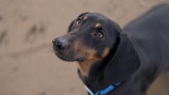 科学家发现,狗成为人类最好的朋友的时间比想象的要早得多