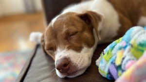 如何将您最喜爱的宠物照片变成可爱的 iPhone 表情符号