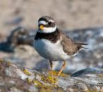 设立禁区以保护濒危鸟类