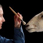 克隆羊多莉的前身亮相展示