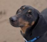 科学家发现,狗成为人类最好的朋友的时间比想象的要早得多