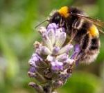 号召志愿者参与错误调查