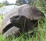 世界上已知最古老的乌龟乔纳森尽管有死亡报道，但仍然活着