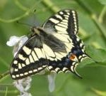 将稀有蝴蝶带回约克郡的项目