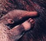 动物园迎来“脆弱”的巨型食蚁兽幼崽