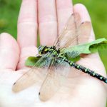 为什么我们再也看不到两英尺长的蜻蜓的解释失败了