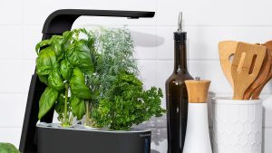 没有地方建花园吗?使用 AeroGarden 的 Sprout 室内水培系统在厨房种植新鲜香草,仅需 40 美元