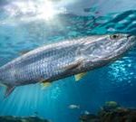 洄游鱼类数量减少引发保护斗争