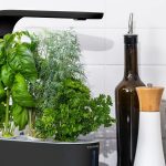 没有地方建花园吗?使用 AeroGarden 的 Sprout 室内水培系统在厨房种植新鲜香草,仅需 40 美元