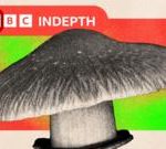 关于 NHS 是否应该使用迷幻蘑菇来治疗抑郁症的争论