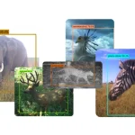 我们的开源人工智能模型 SpeciesNet 如何帮助促进野生动物保护