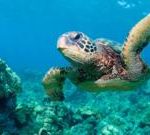 “上帝小队”放弃动物保护以扩大墨西哥湾石油钻探