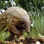 法国专家谈穿山甲走私为何禁不住？